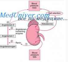 Abnormálne vývoj organizmu embrya dutín. Patológia plodu telových dutín