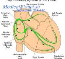 Distribúcia srdcovej kontrakcie. srdcový kardiostimulátor