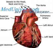 Externá regulácia funkcie čerpacej srdca. Autonómne regulácia srdcovej