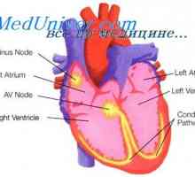 Mimomaternicové kardiostimulátory. Fyziológia systém Purkyňova a parasympatickej regulácia srdca