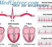 Srdcového cyklu. Komunikačné EKG a srdcové cyklus