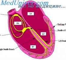 Komunikácia medzi excitácie a kontrakcie srdca. Úloha iónov vápnika v kontrakcie srdca