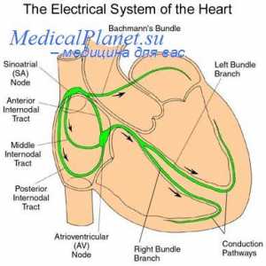 Distribúcia srdcovej kontrakcie. srdcový kardiostimulátor