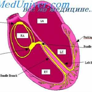 Komunikácia medzi excitácie a kontrakcie srdca. Úloha iónov vápnika v kontrakcie srdca